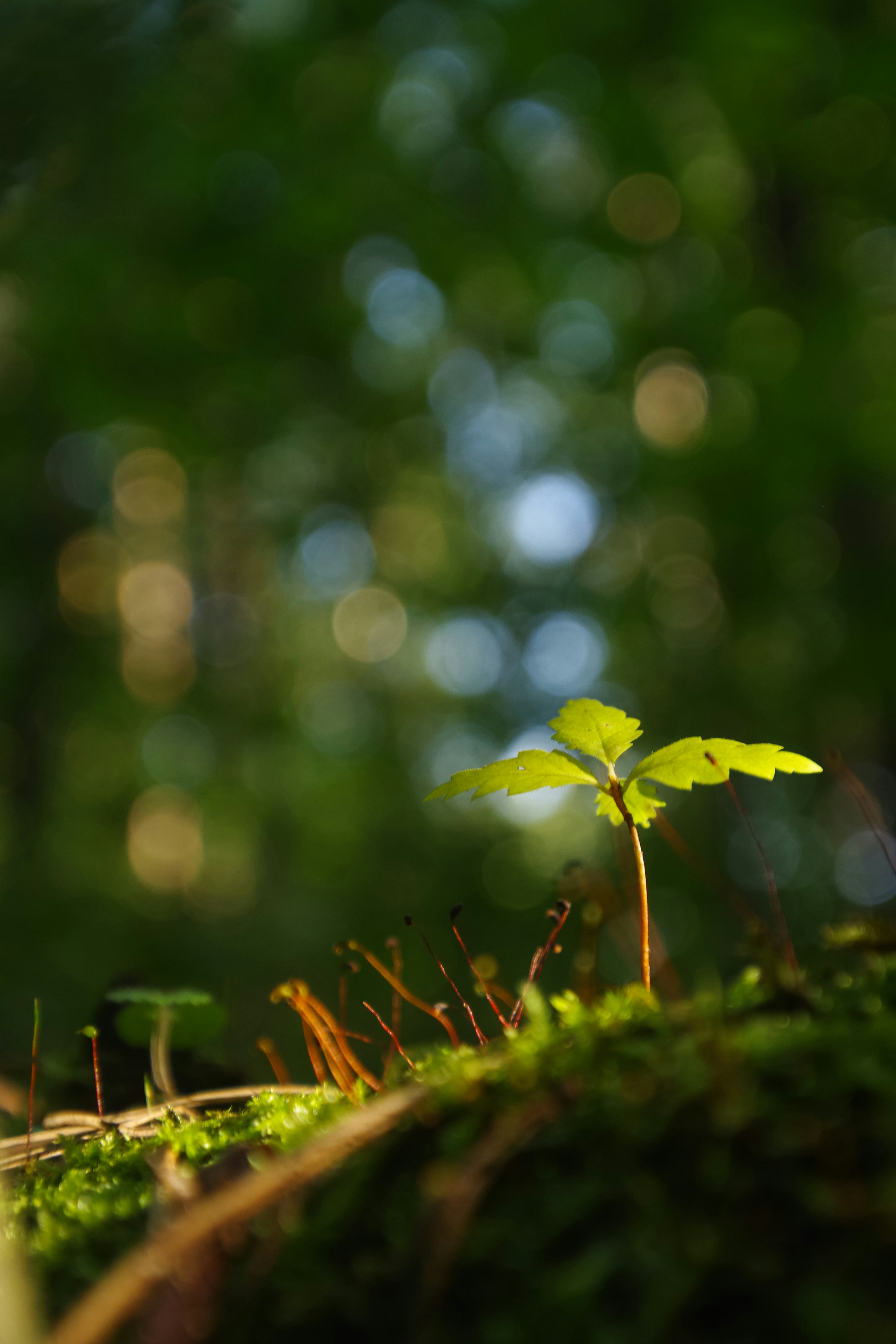 Photo by simonkuznetsovphoto