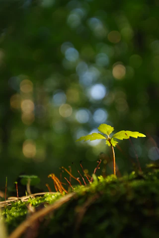 green leafed plant