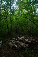 A Nordic forest with tall softwood trees ready for sustainable harvesting.