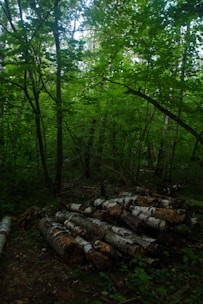 A dense forest with lush green foliage and tall trees, featuring a stack of cut logs, primarily birch, on the forest floor.