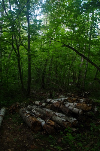 A dense forest with lush green foliage and tall trees, featuring a stack of cut logs, primarily birch, on the forest floor.