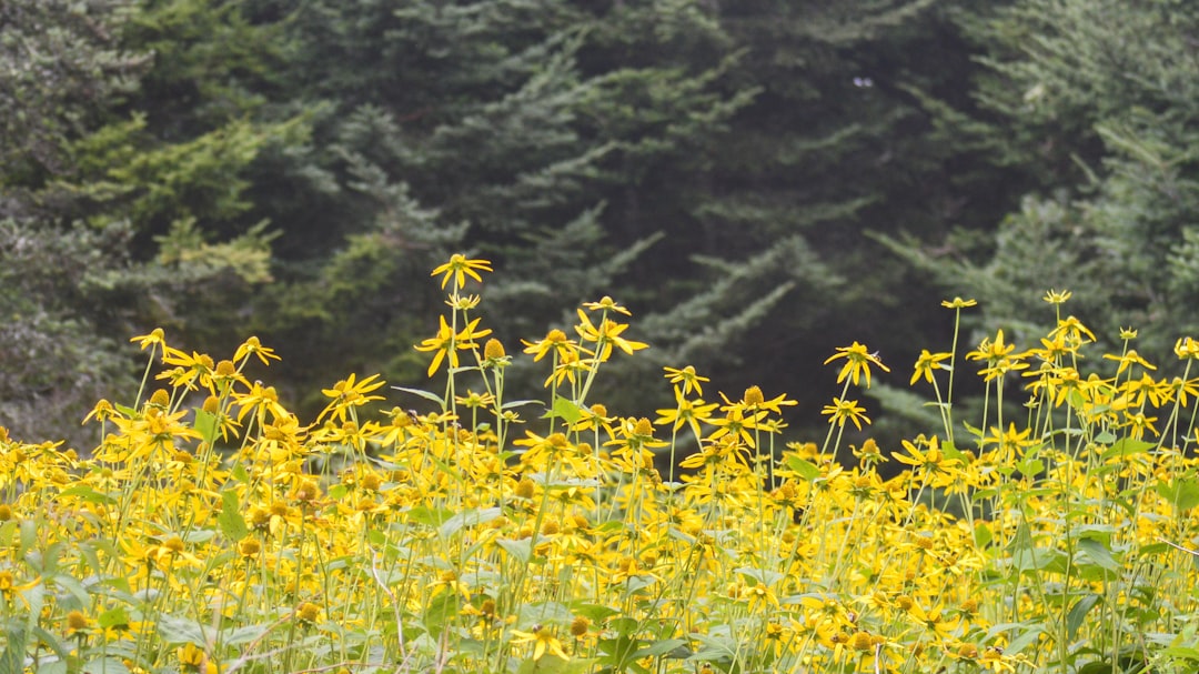 field of yellow daisy flower