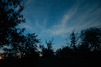 trees during nighttime