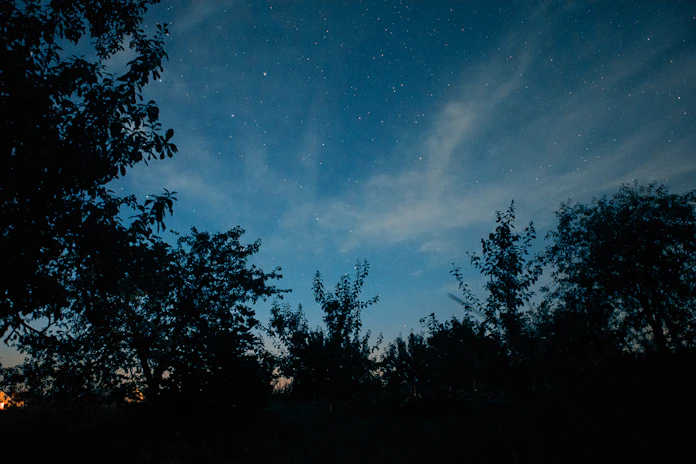 trees during nighttime