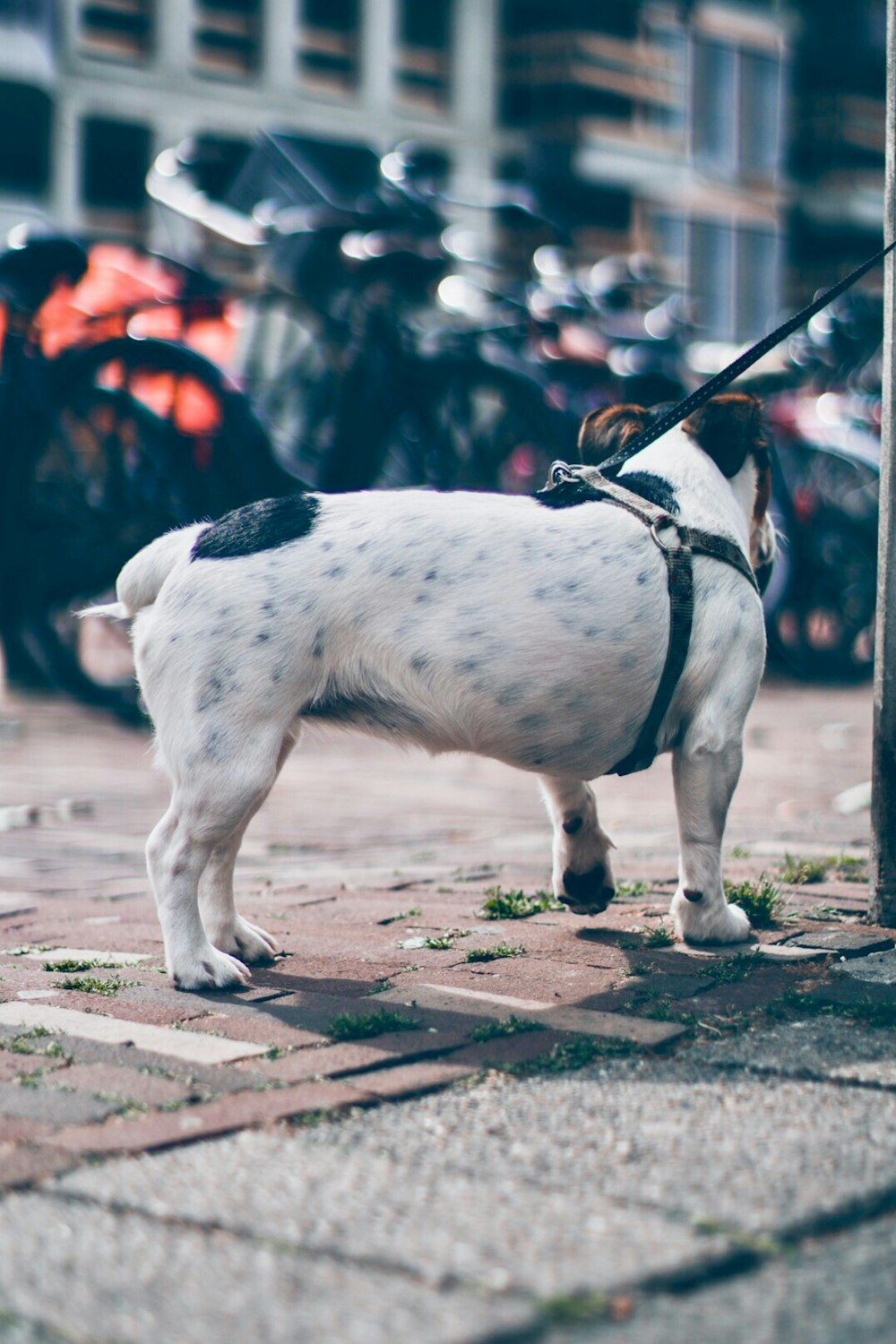 adult white bull dog