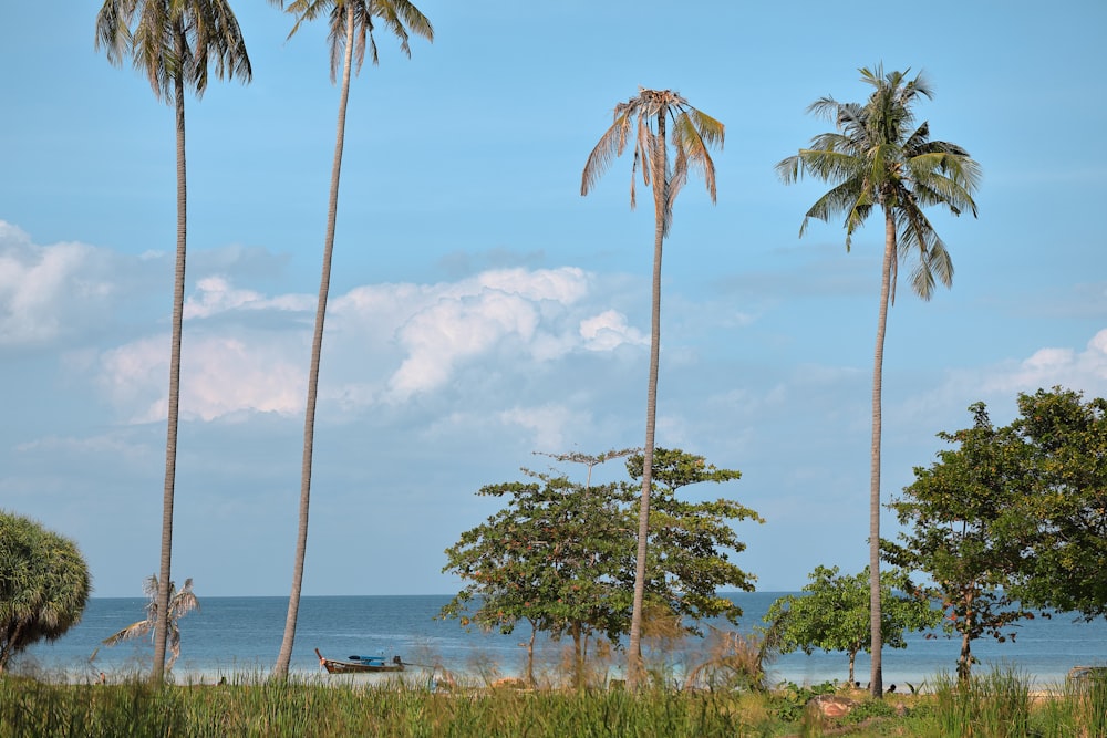 four green coconut trees