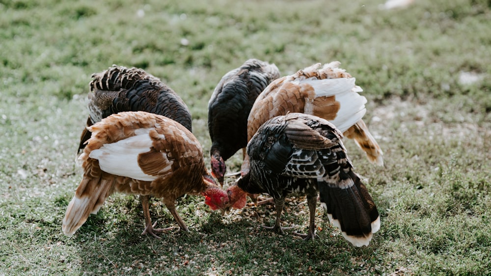 five brown and gray domesticated turkey in green field