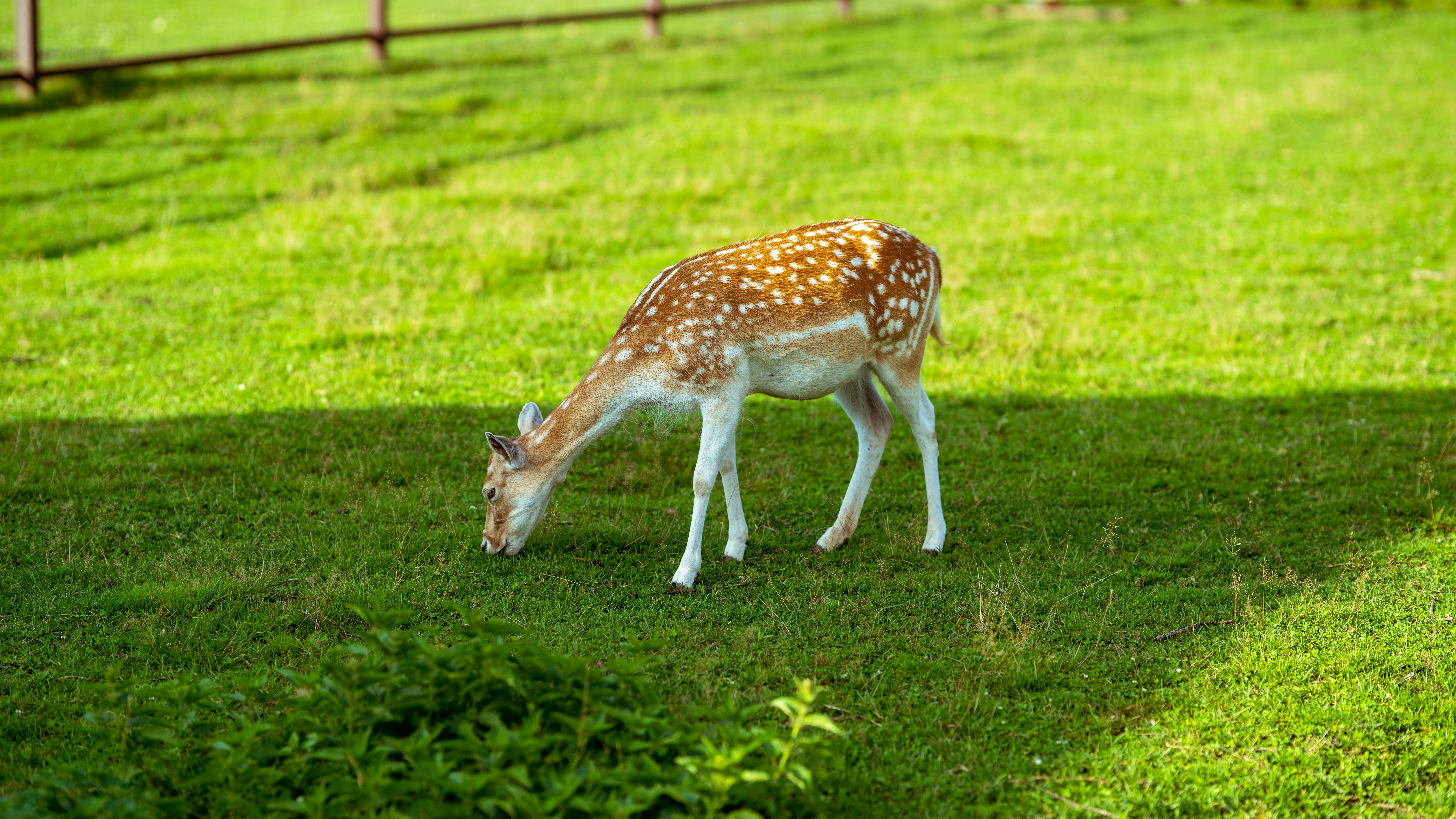 Brown Deer Eating Grass Photo Free Nature Image On Unsplash