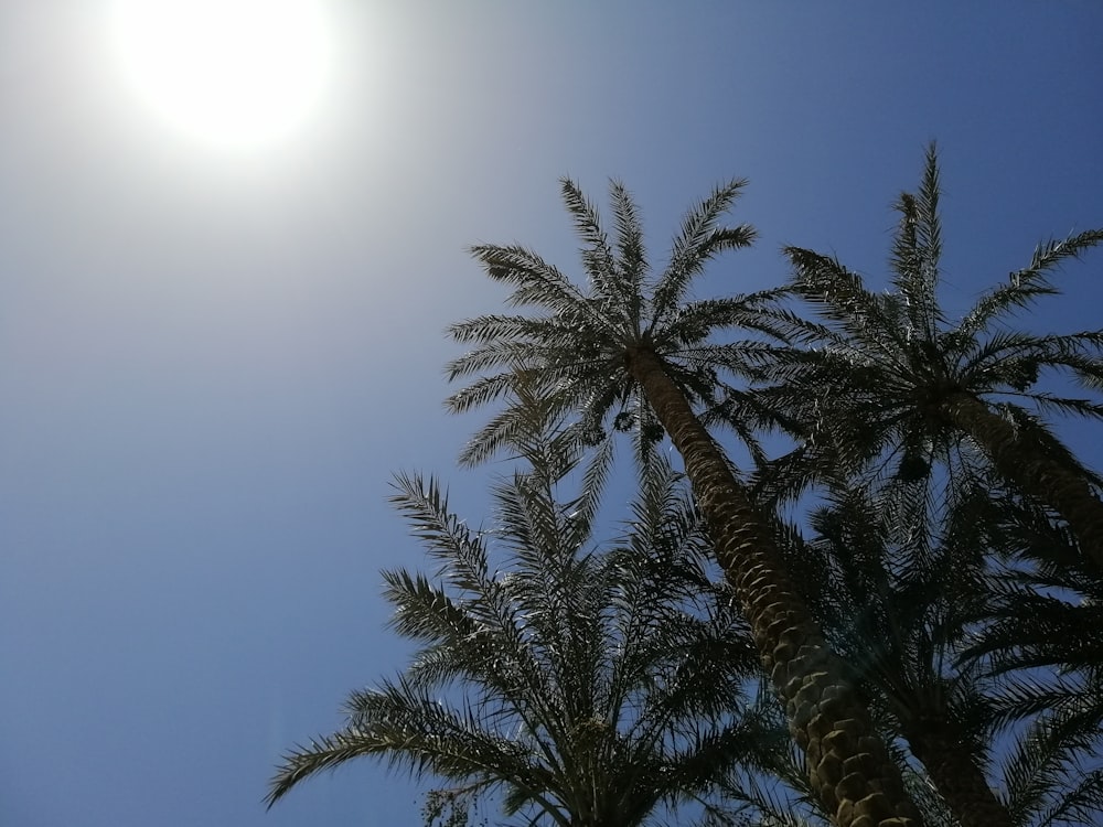 low angle photo of palm trees