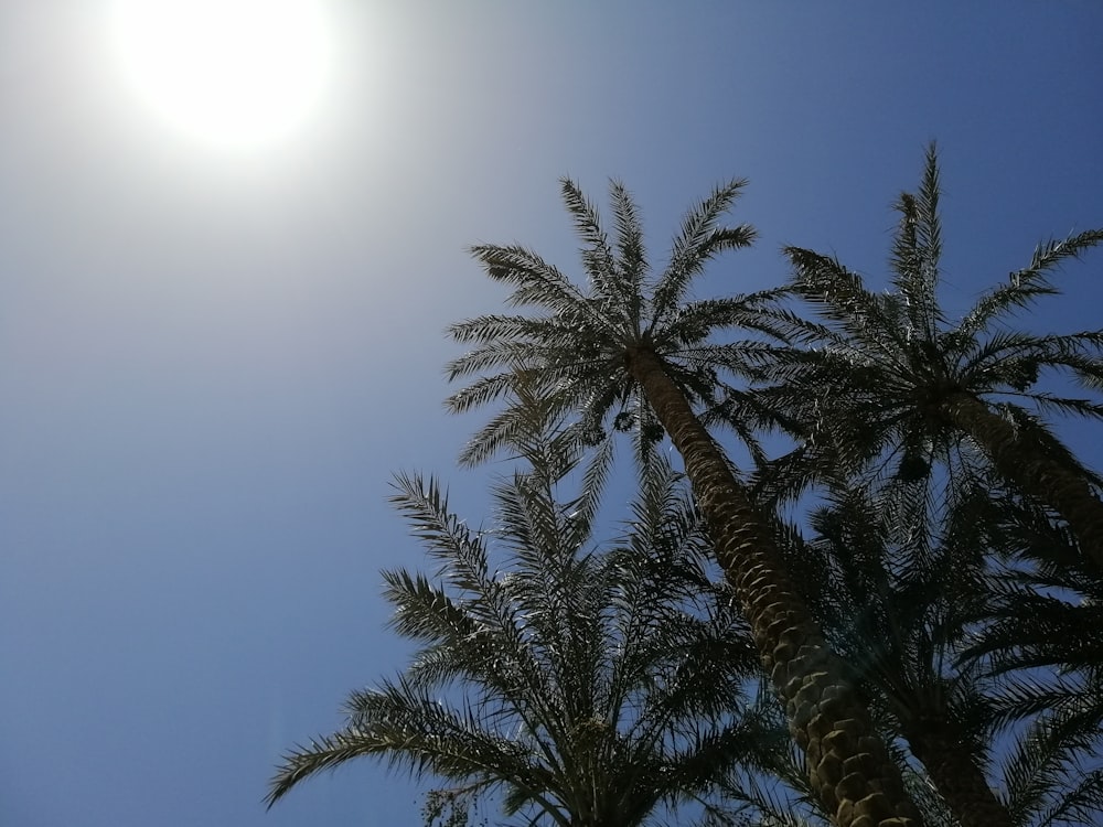 foto de baixo ângulo de palmeiras