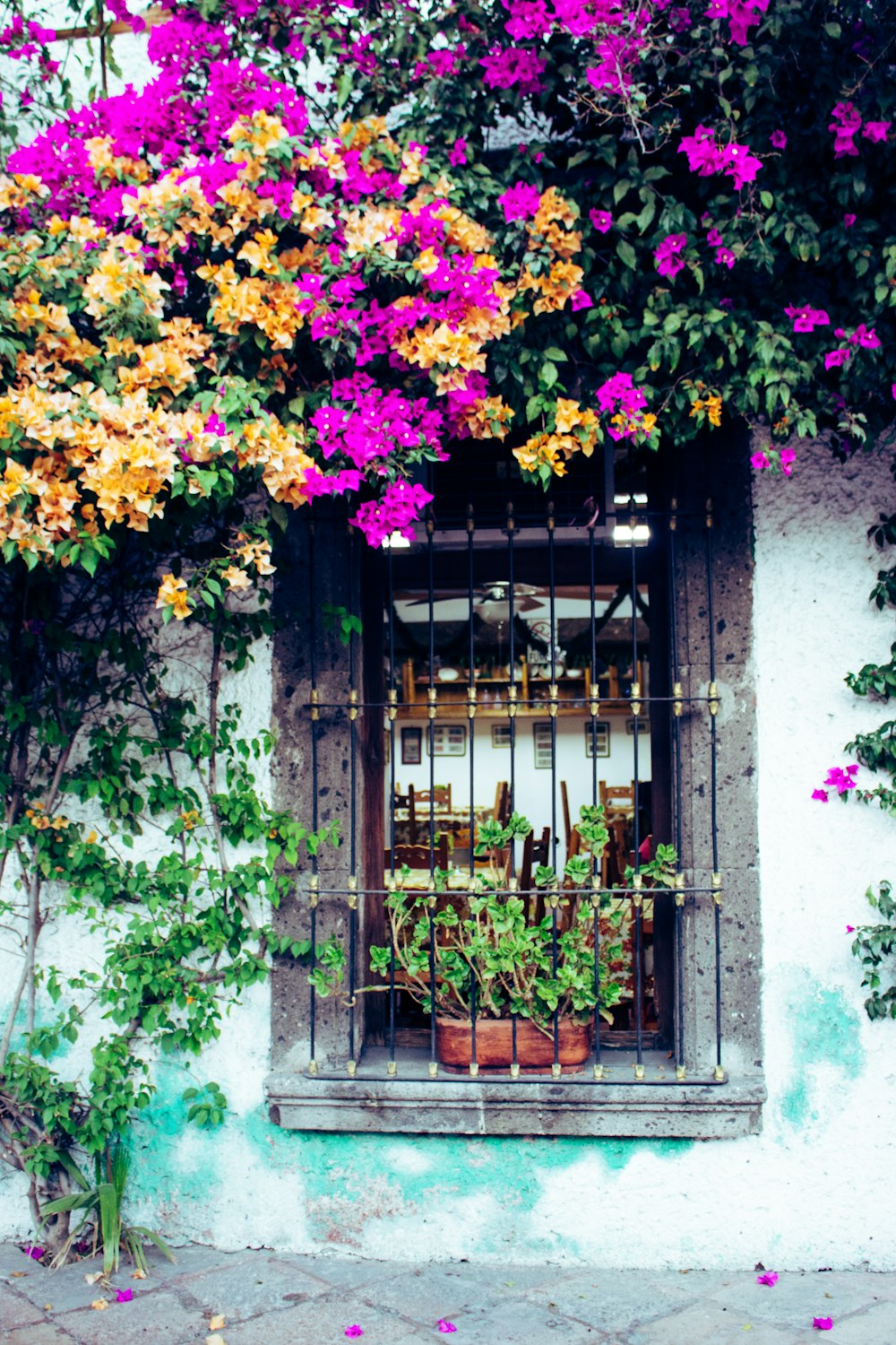 purple and yellow bougainvillea flowers near window