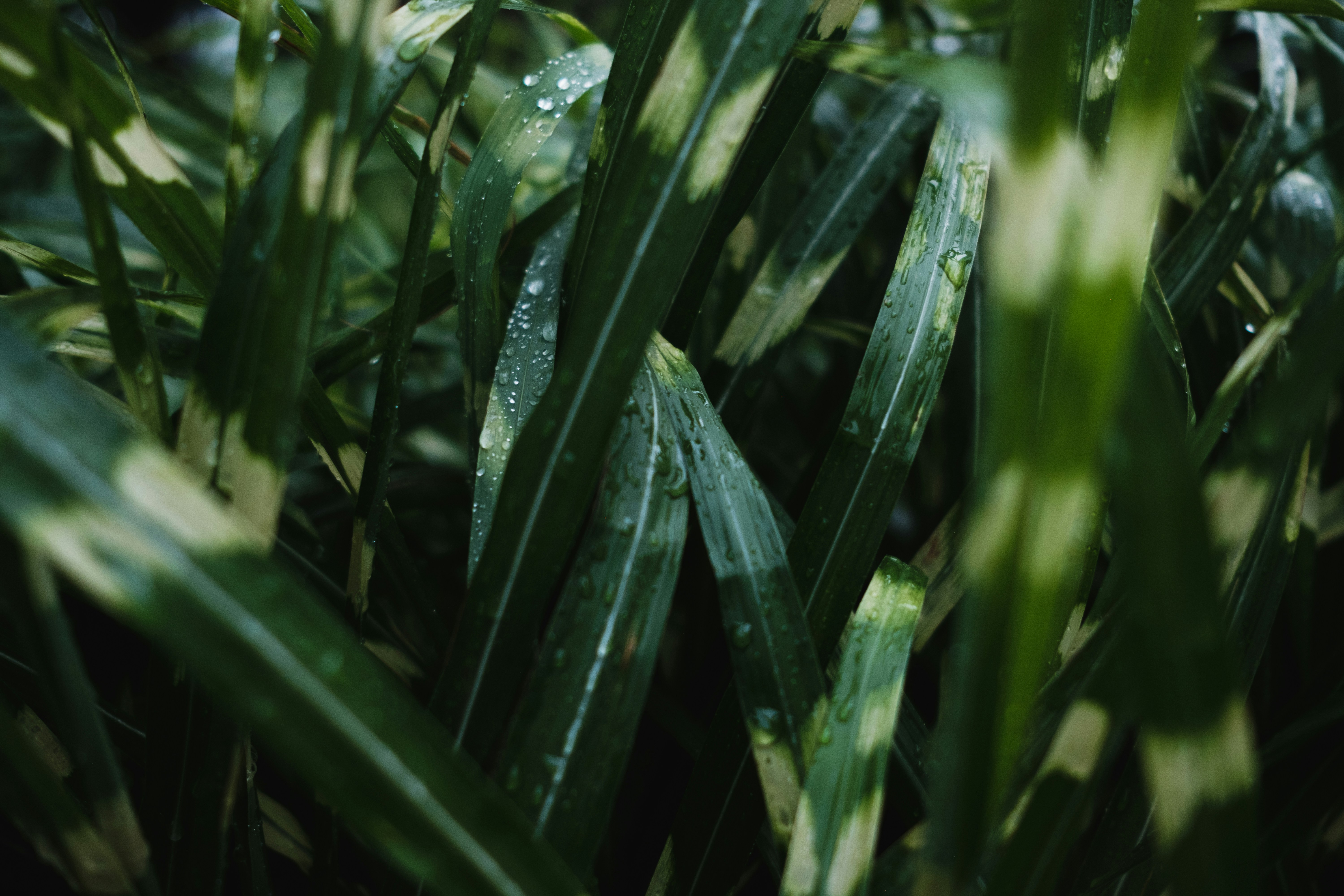 Photo by toeljimothy