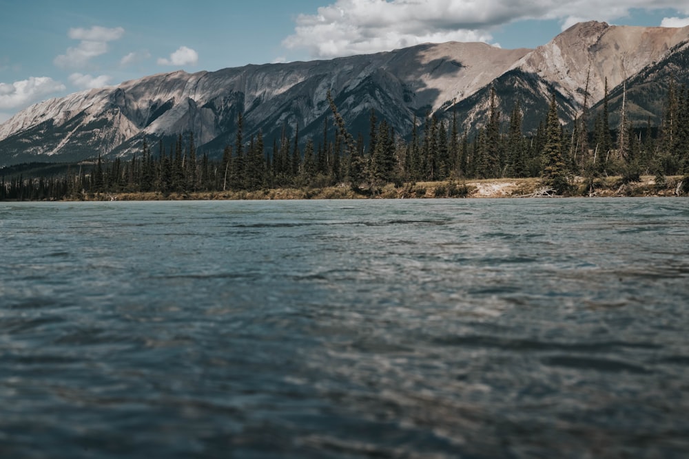 lake and forest during day