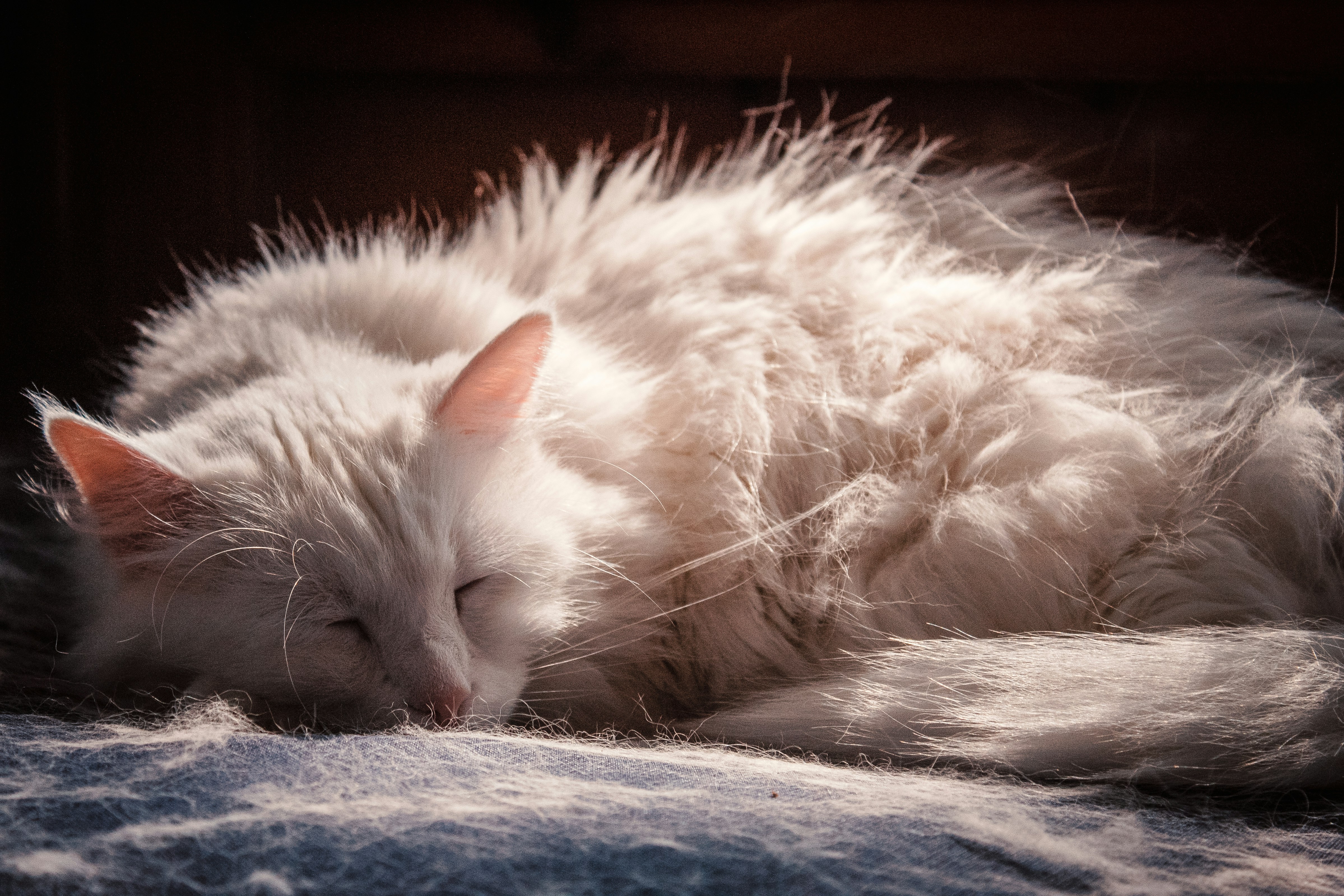 adult white cat