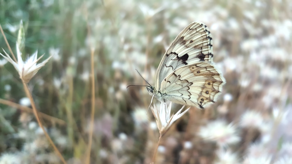 butterfly perched on flower