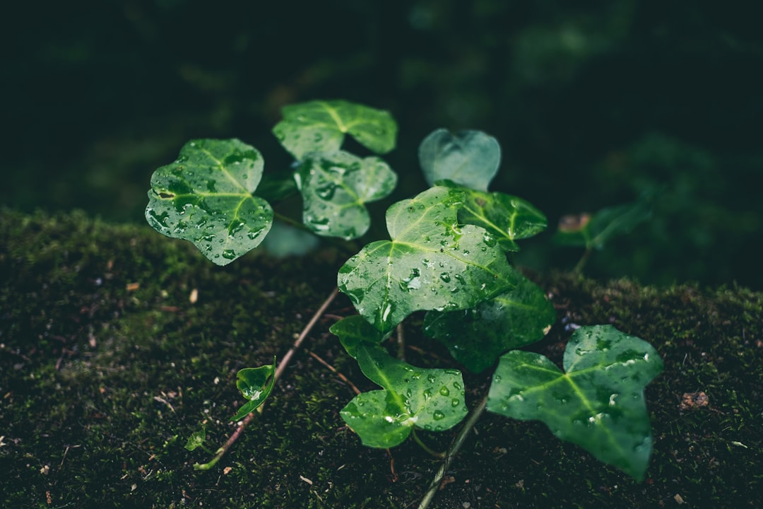 green leaf