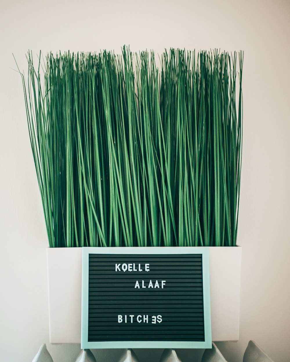 a bunch of green grass in a white vase