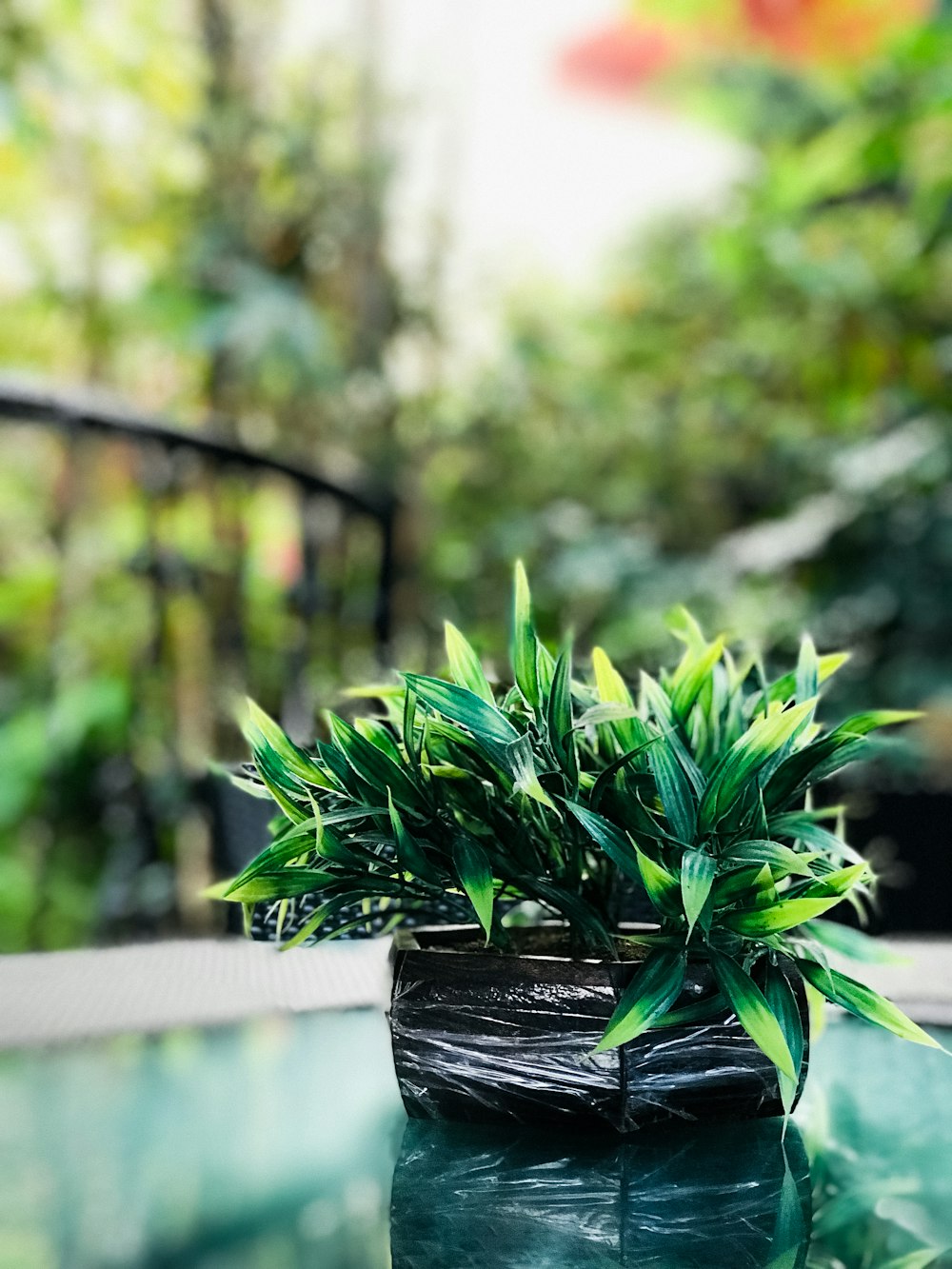 selective focus photography of green-leafed plant