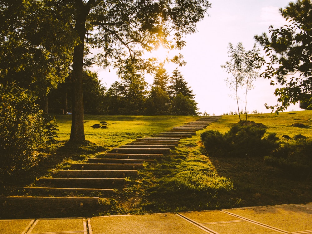 green grass field