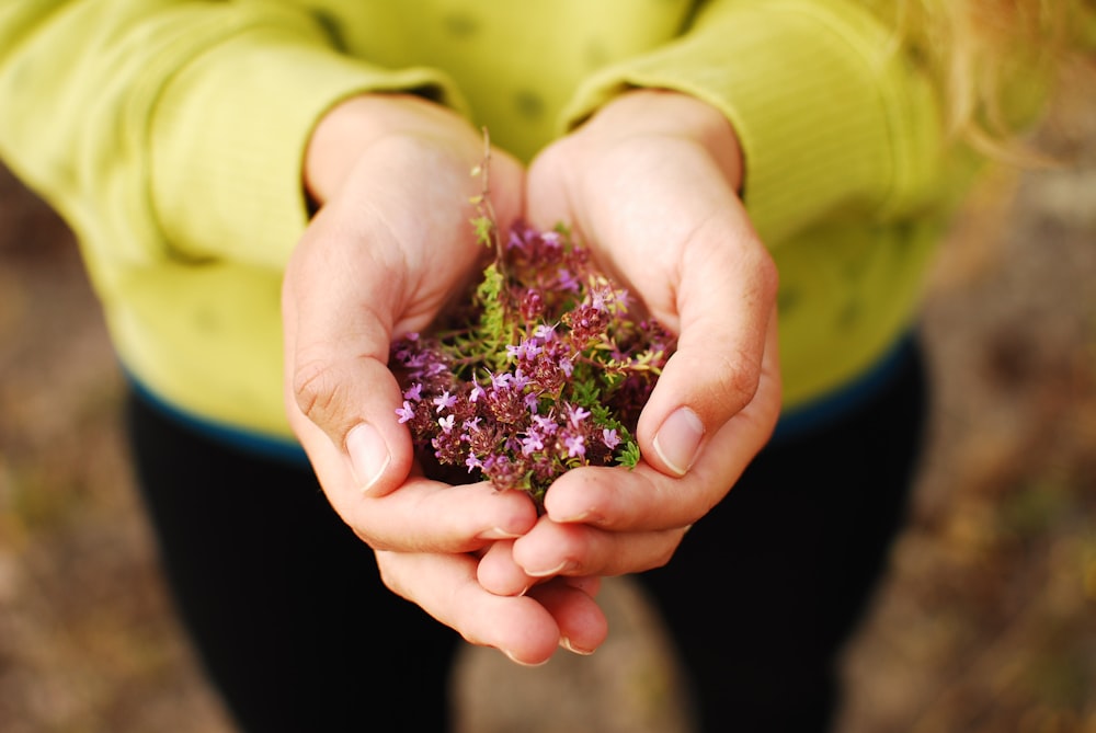 purple-and-green flowers