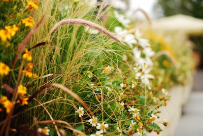 A naturalistic garden corner with a mix of wild grasses and flowering perennials.