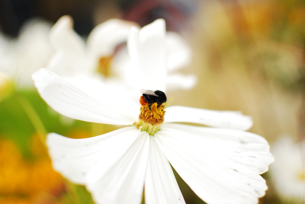 white flower