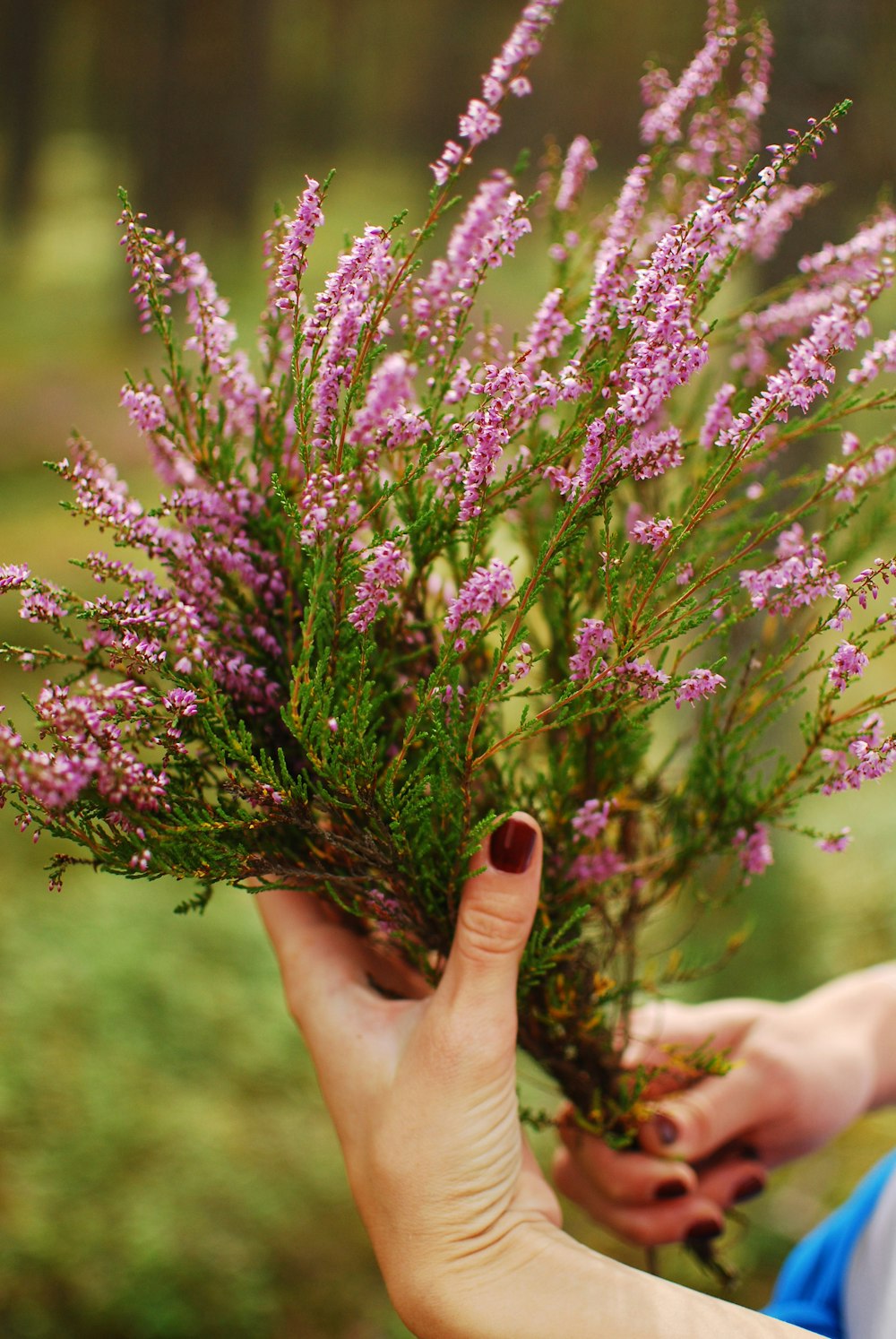 purple-leafed flowers