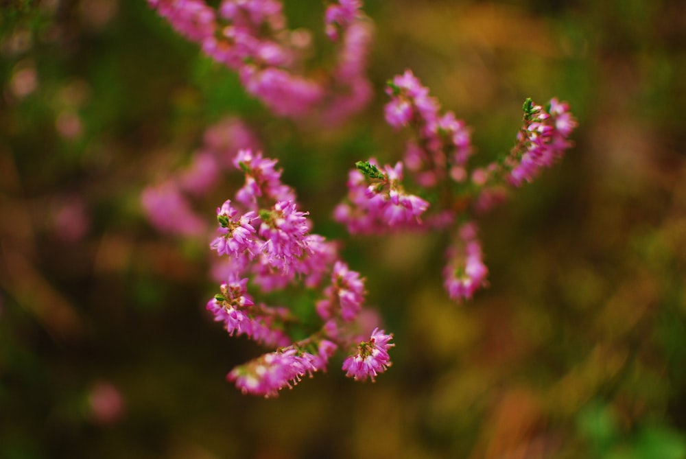 pink petaled flowers