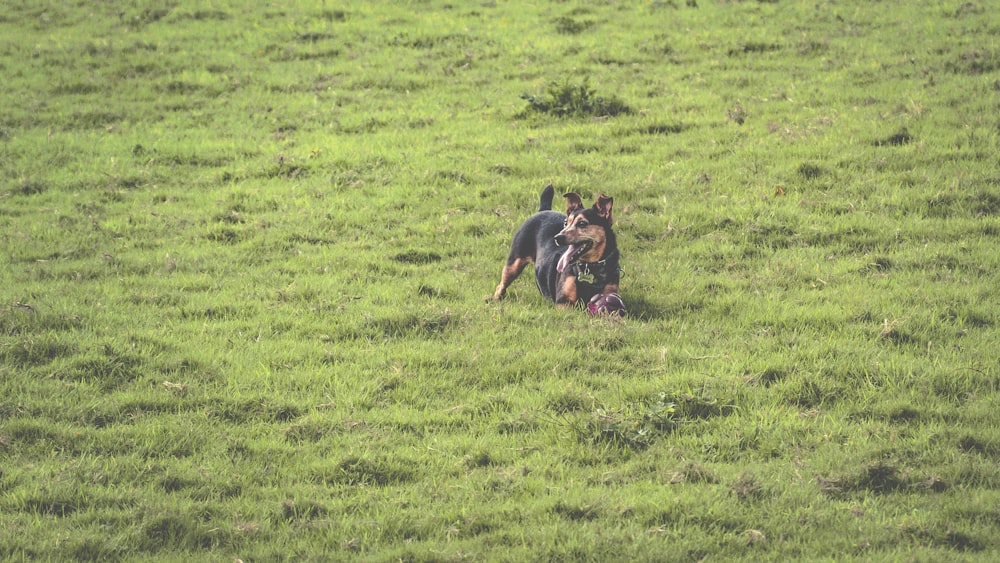 short-coated black and tan dog