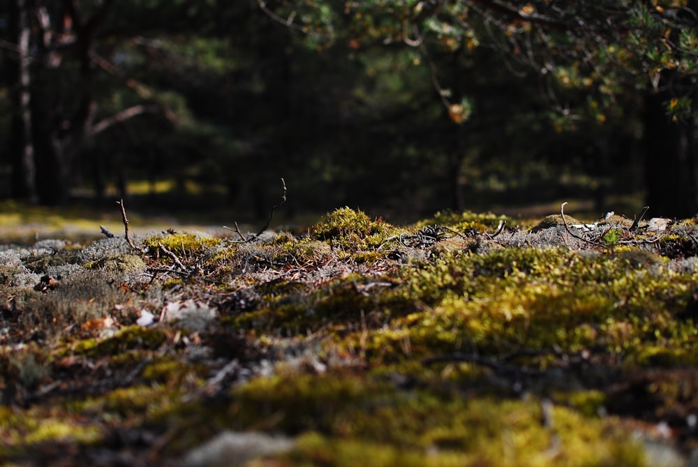 a patch of grass with trees in the background