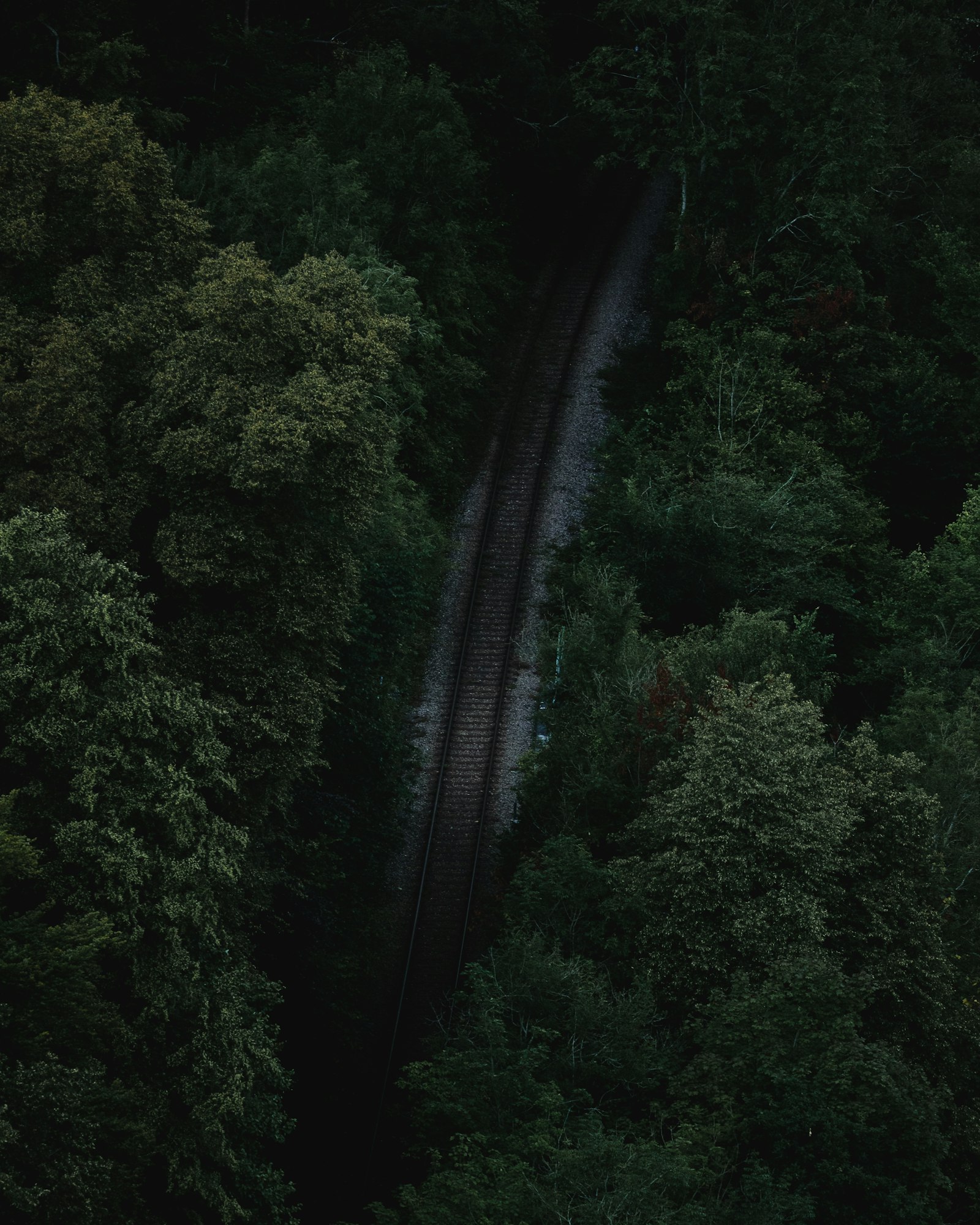 Canon EOS 5D Mark IV + Canon EF 100-400mm F4.5-5.6L IS II USM sample photo. Road surrounded with tall photography