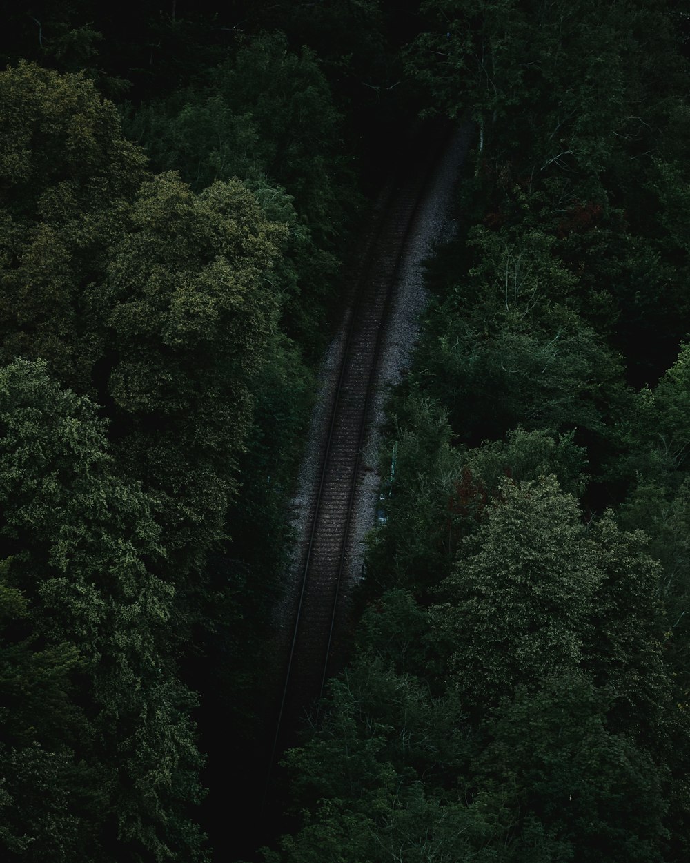 road surrounded with tall and green trees