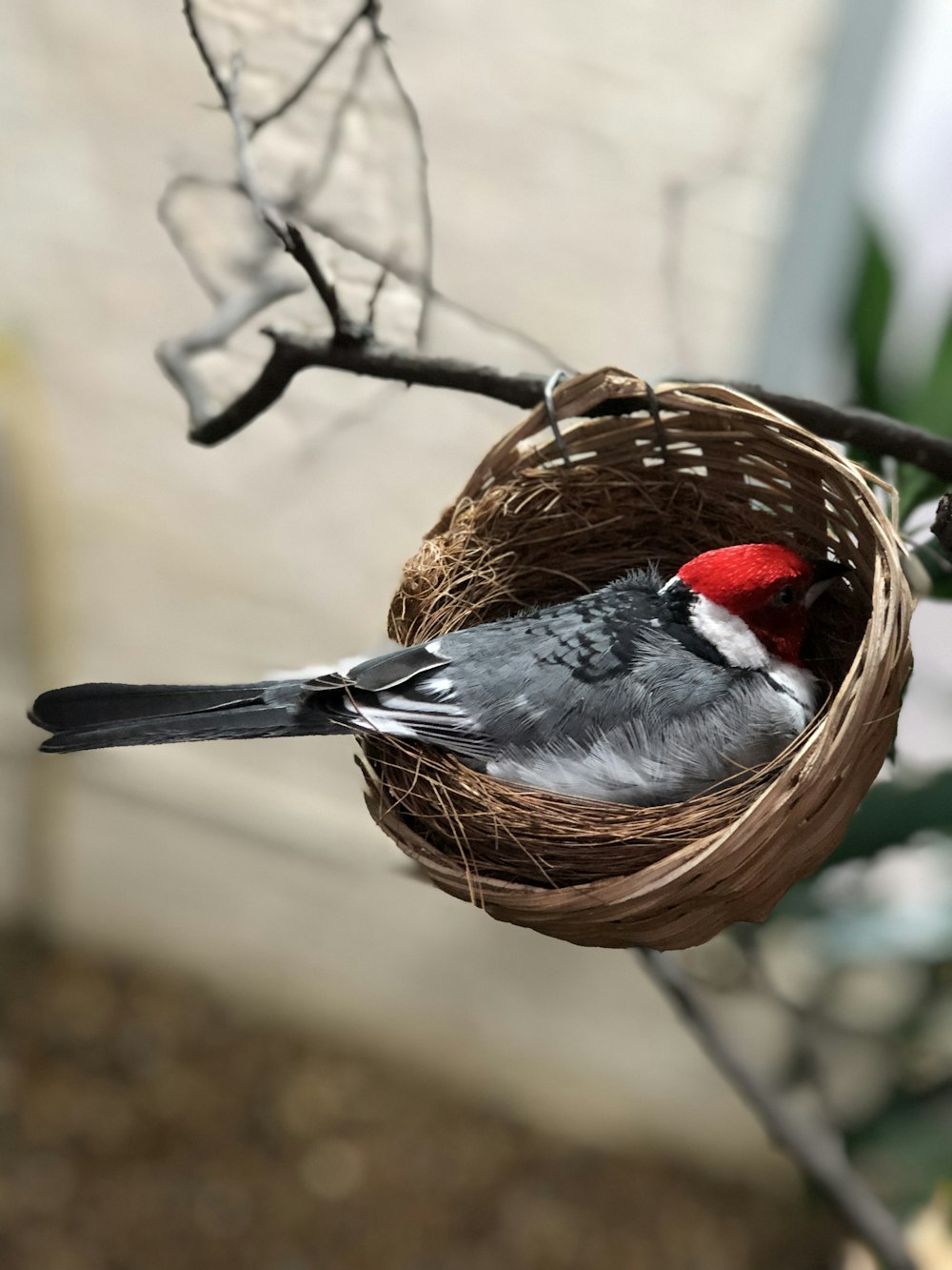 bird in basket
