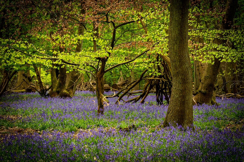 blue flower and tree covered field