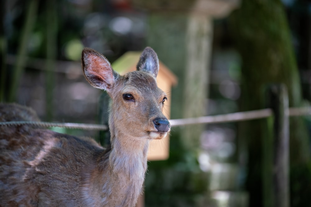 brown deer by the rope fence