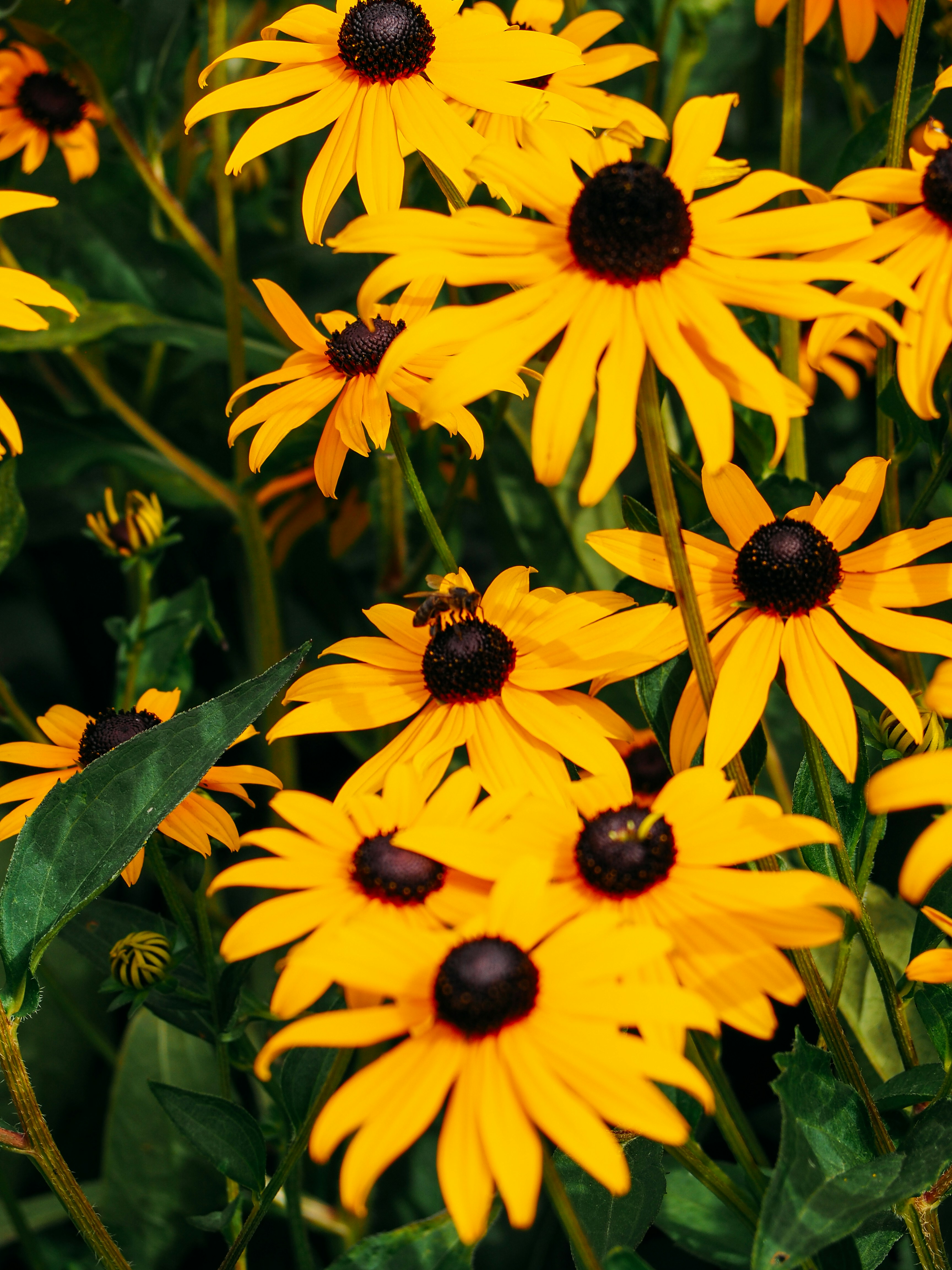 Photo by brechtdenil