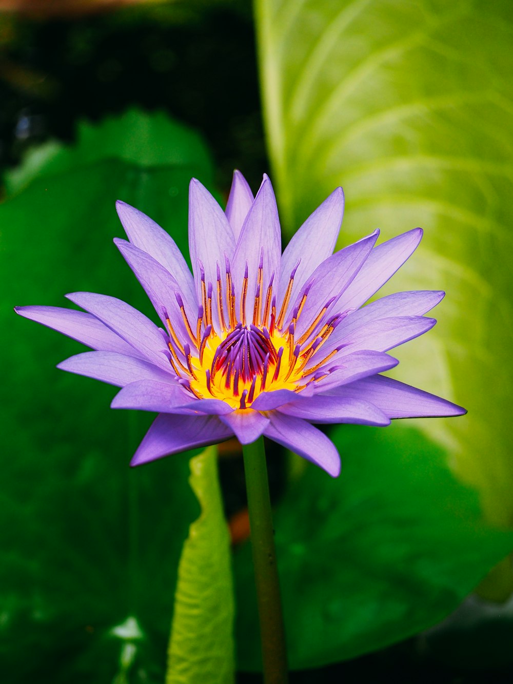 purple petaled flower