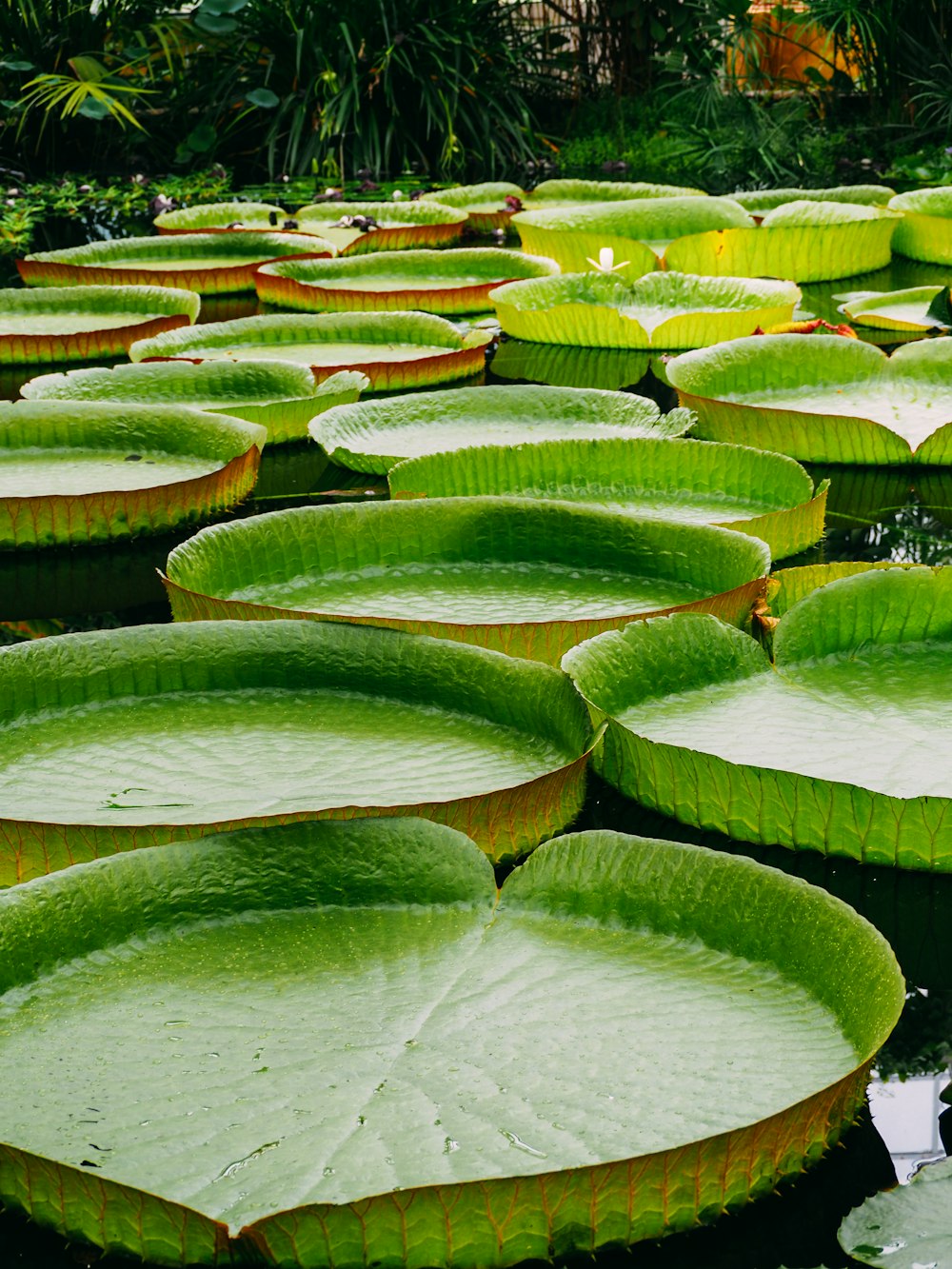 green lily pads