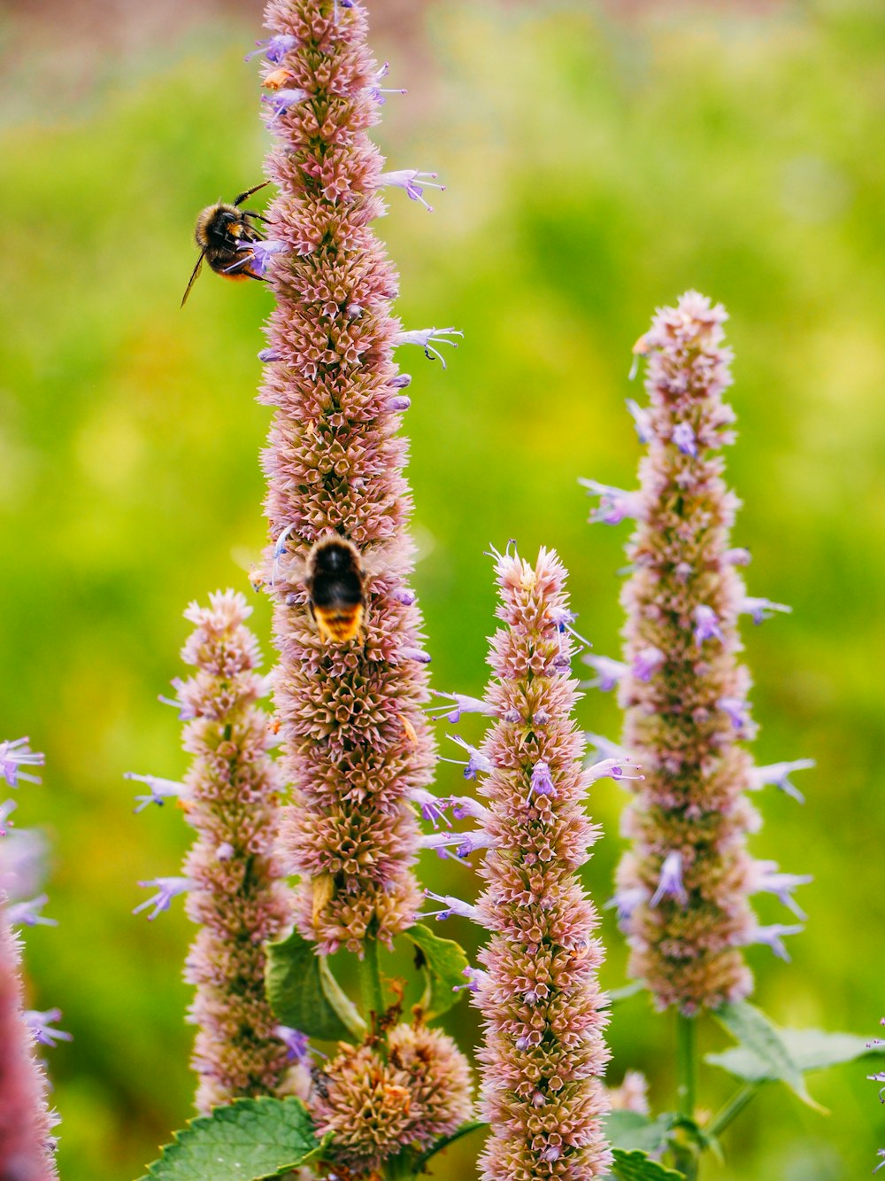 two bees on flowers