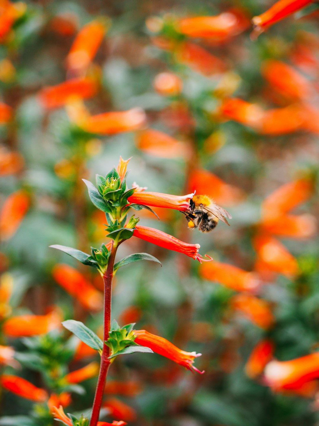 honey bee collecting pollen on flower