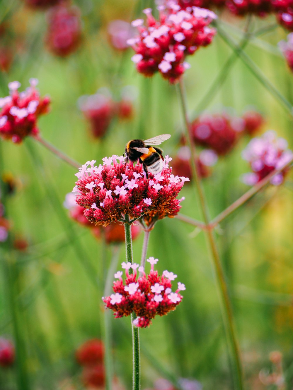honey bee perching on red flower