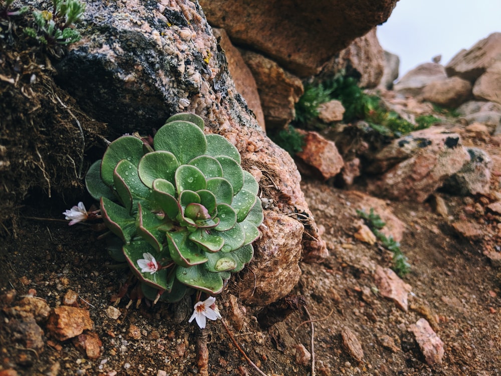 green succulent plant on soil beside rock