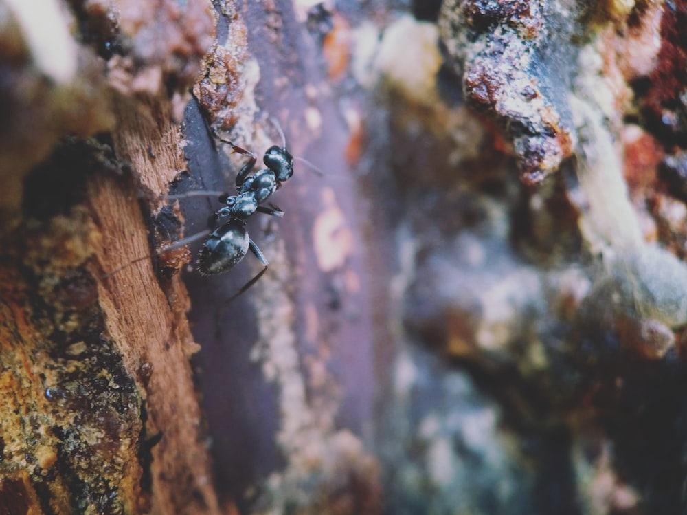 selective focus photography of black ant