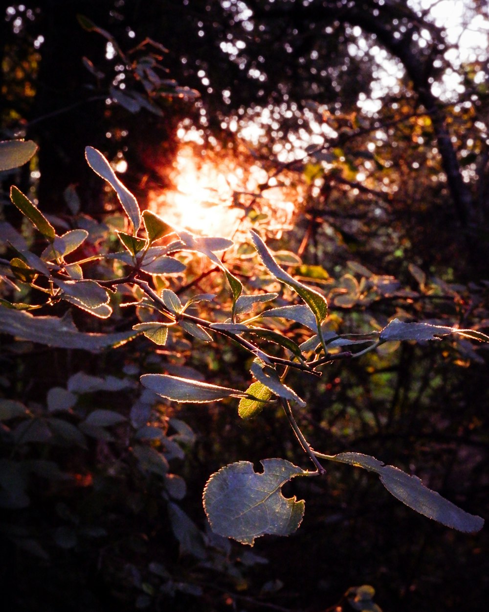 white flowers