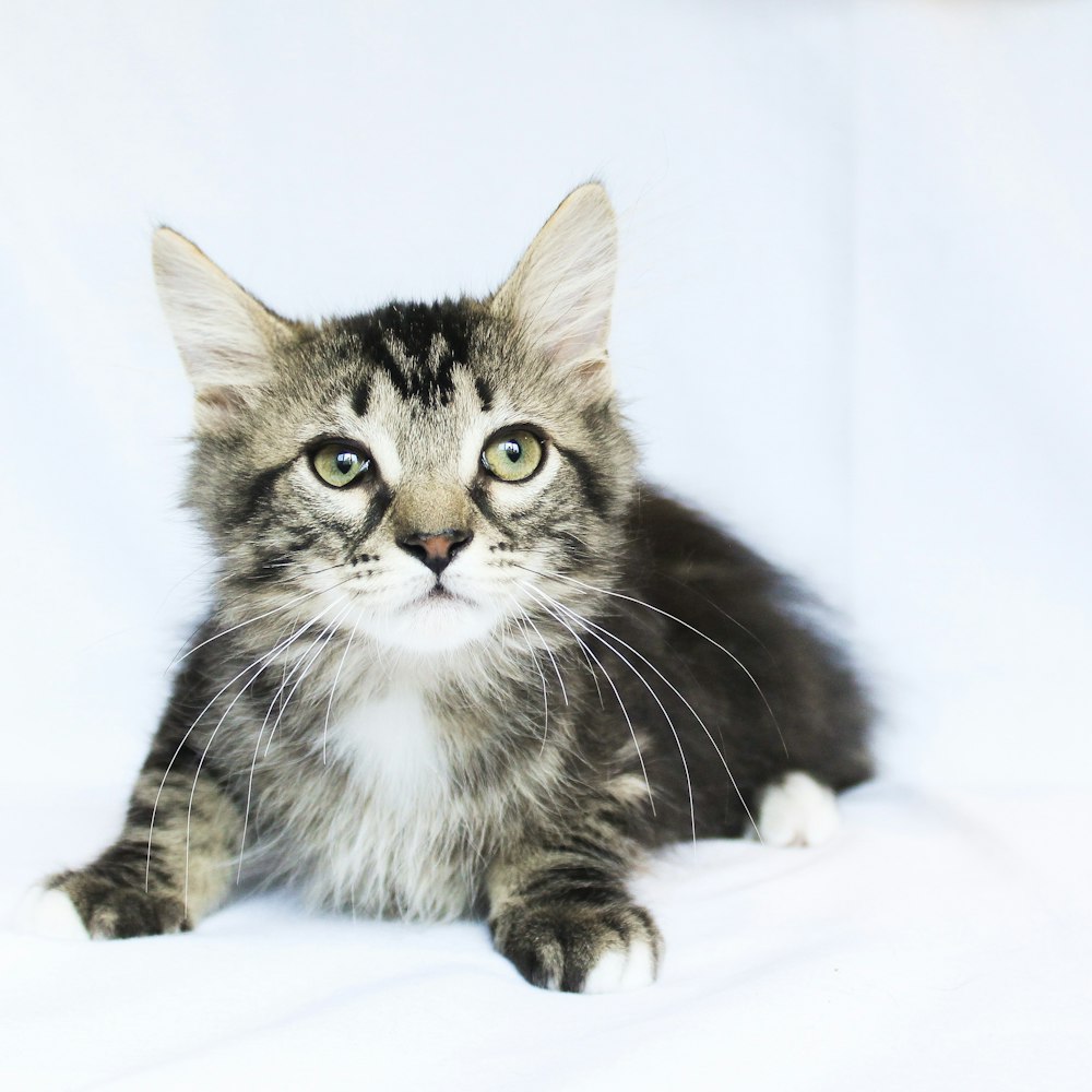 short-furred gray kitten