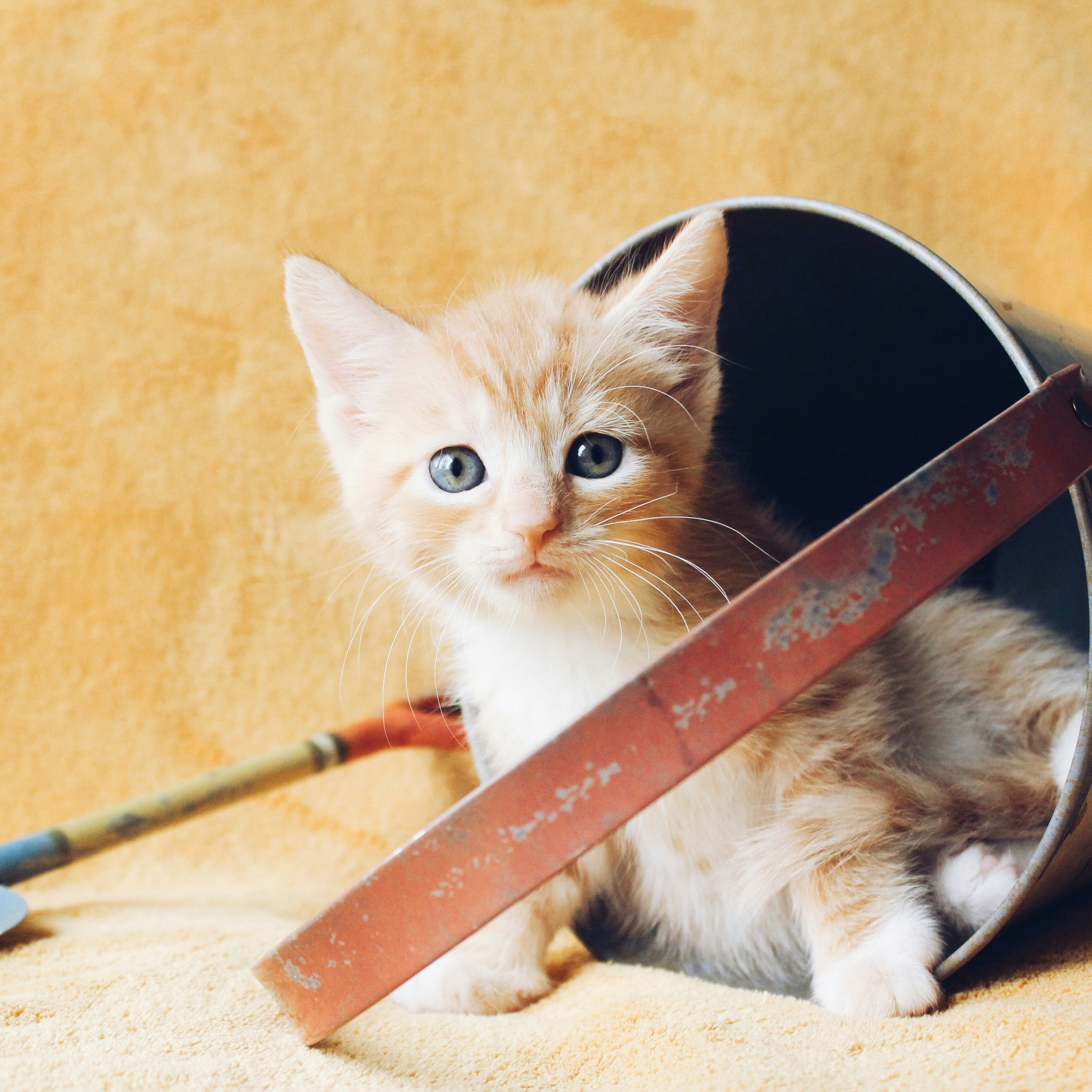 Orange Tabby Kitten Photo Free Animal Image On Unsplash