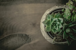 A top view of a decorative pot containing a variety of succulent plants arranged closely together. The succulents exhibit a range of green hues, with different textures and shapes of leaves, surrounded by a detailed light-colored pot.