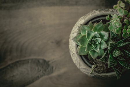 A top view of a decorative pot containing a variety of succulent plants arranged closely together. The succulents exhibit a range of green hues, with different textures and shapes of leaves, surrounded by a detailed light-colored pot.