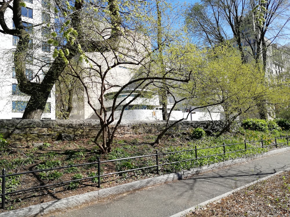 gray pathway with trees