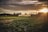 A lush green vegetable farm is illuminated by the warm glow of a setting sun. The sky is filled with dramatic clouds and golden hues, casting beautiful light over the landscape. In the distance, a greenhouse stands near a structure labeled 'Veges Direct', while a tractor can be seen at work among the rows of crops. Tall trees frame the horizon, adding to the serene rural scenery.